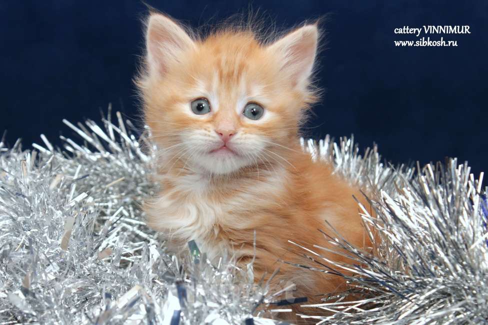 Кошки в Санкт-Петербурге: Сибирский котенок Девочка, Бесплатно - фото 2