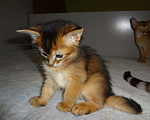 Кошки в Ливны: Очаровательные котята Сомали, 25 000 руб. - фото 7