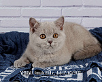 Кошки в Санкт-Петербурге: Британский котенок лилового окраса (девочка) Девочка, 20 000 руб. - фото 5