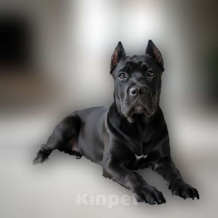 Собаки в Москве: Элитный щенок 7 месяцев  Мальчик, 30 000 руб. - фото 1