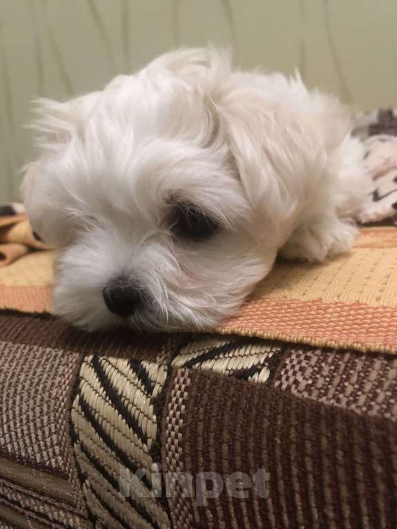 Собаки в Москве: Мафи Девочка, 60 000 руб. - фото 1