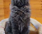 Кошки в Казани: Котик мейн кун Мальчик, 55 000 руб. - фото 4