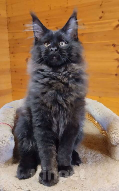 Кошки в Казани: Котик мейн кун Мальчик, 55 000 руб. - фото 4