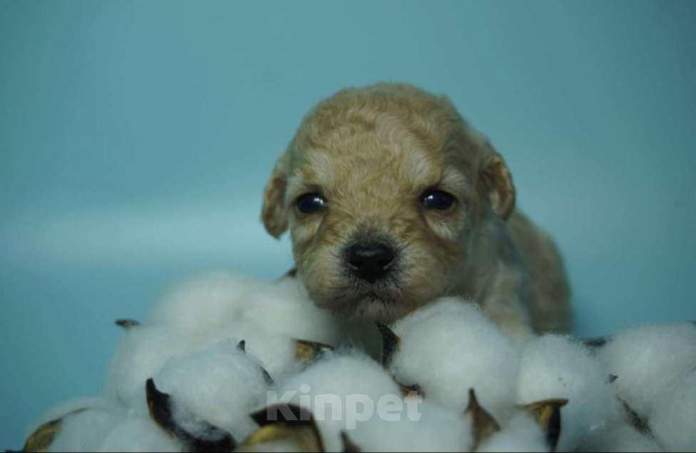 Собаки в Тюмени: Продам щенка цена 60 Мальчик, 60 руб. - фото 1