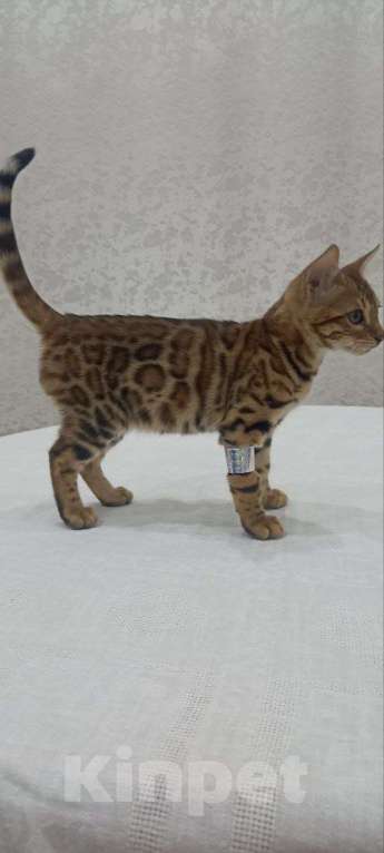 Кошки в Нижнем Новгороде: Бенгальские котята Девочка, Бесплатно - фото 2