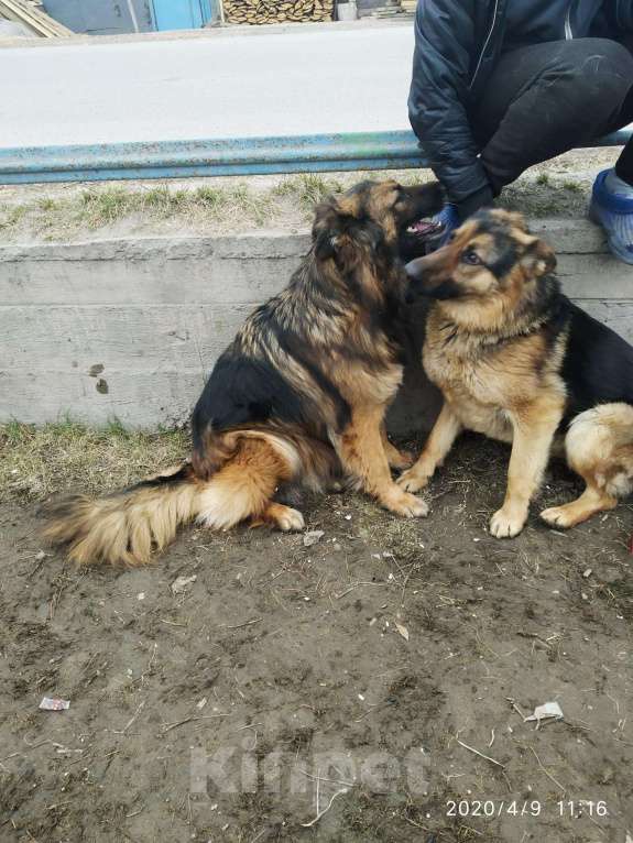 Собаки в Красноярске: Вязка бесплатно овчарка немец, Бесплатно - фото 1