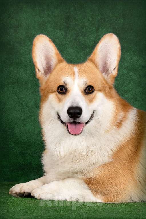 Собаки в Омске: Готов к вязке г. Омск Мальчик, Бесплатно - фото 5