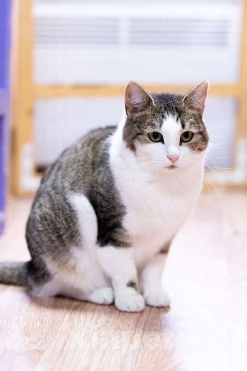 Кошки в Москве: Она спасла своих малышей. Теперь спасите её Девочка, Бесплатно - фото 4