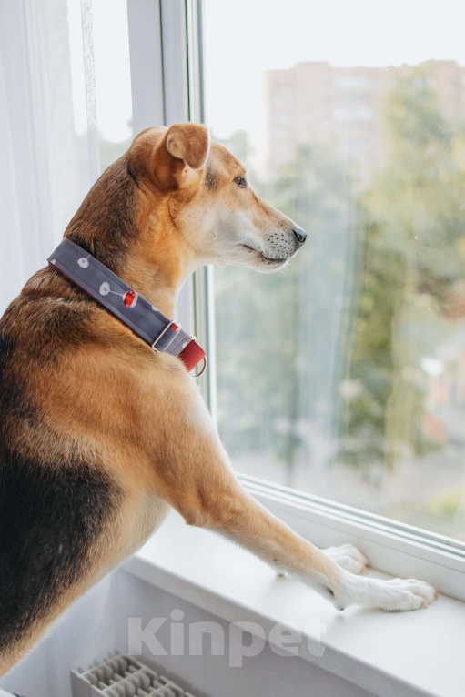 Собаки в Москве: Аристократичный пес ищет семью Мальчик, Бесплатно - фото 10