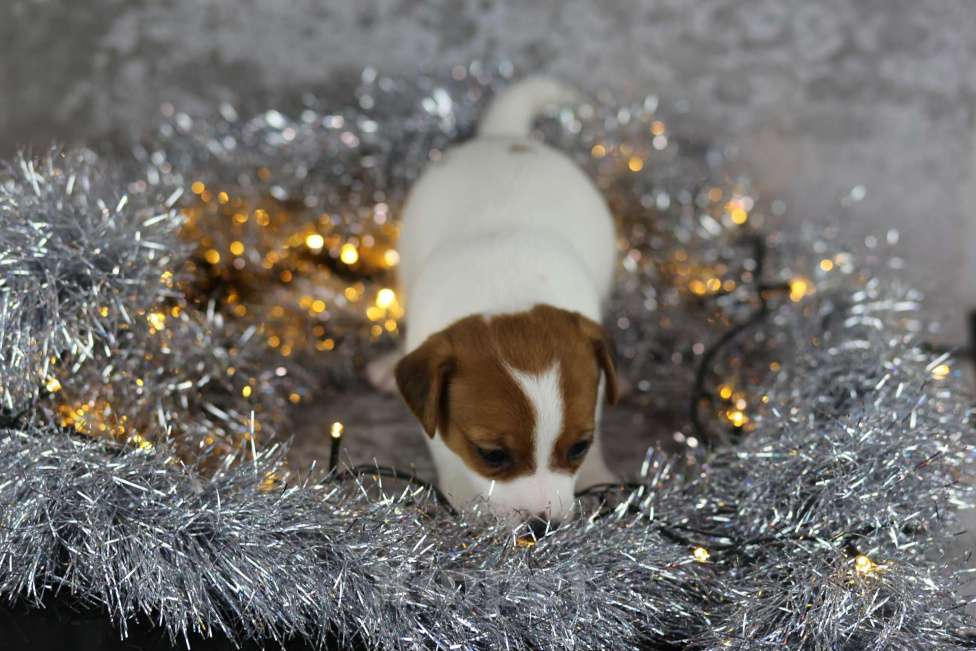 Собаки в Санкт-Петербурге: Щенок Мини Джек Рассел Терьера “Луна» Девочка, 50 000 руб. - фото 3