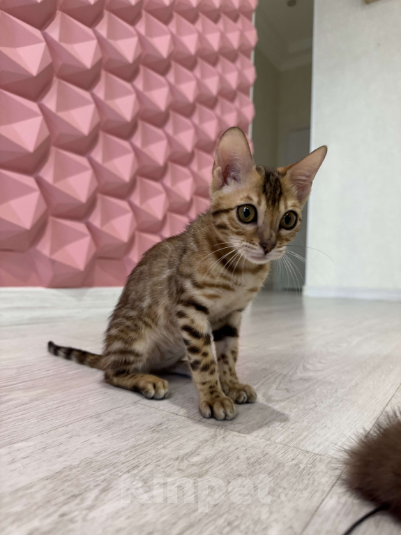 Кошки в Санкт-Петербурге: Бенгальский кот  Мальчик, 55 000 руб. - фото 2