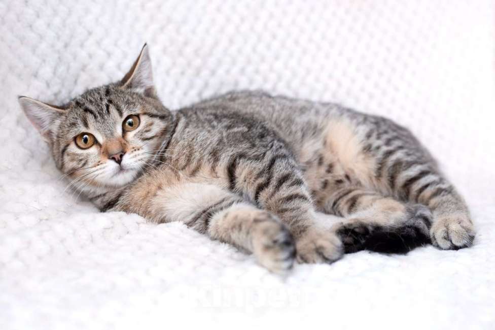 Кошки в Москве: Полосатый котенок-подросток Марфушенька-душенька в дар Девочка, 1 руб. - фото 5