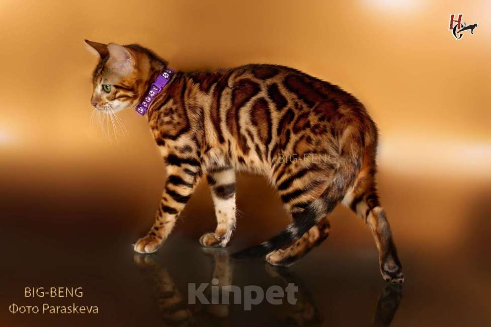 Кошки в Санкт-Петербурге:  Бенгальский кот 3 месяца Мальчик, 40 000 руб. - фото 6