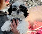 Собаки в Владивостоке: Ши-Тцу Империал Мальчик, 130 000 руб. - фото 3