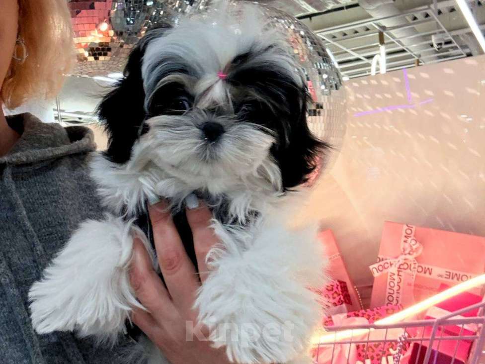 Собаки в Владивостоке: Ши-Тцу Империал Мальчик, 130 000 руб. - фото 3