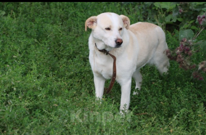 Собаки в Казани: Юлька) Девочка, Бесплатно - фото 2