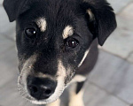 Собаки в Красногорске: Малышка Люси ждет хозяина  Девочка, 55 руб. - фото 1