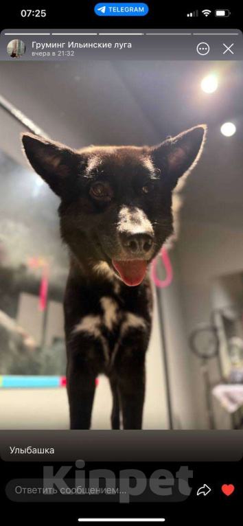 Собаки в Москве: Собака-оберег с ангелом на груди Девочка, Бесплатно - фото 3