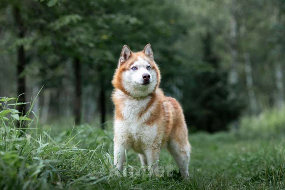 Собаки в Москве: Рыжий Мальчик, Бесплатно - фото 3