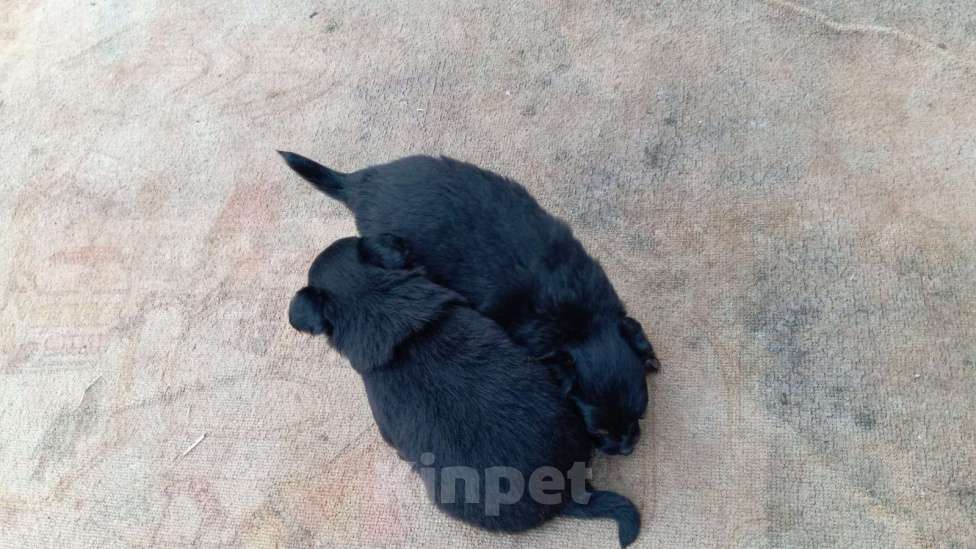 Собаки в Серпухове: Малыши тои Мальчик, 15 000 руб. - фото 3