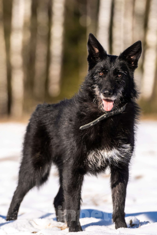 Собаки в Клине: Веста — добродушная собачка Девочка, Бесплатно - фото 5