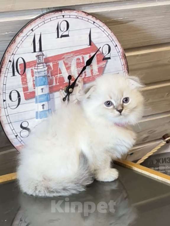 Кошки в Санкт-Петербурге: Шотландские котята Мальчик, 25 000 руб. - фото 4