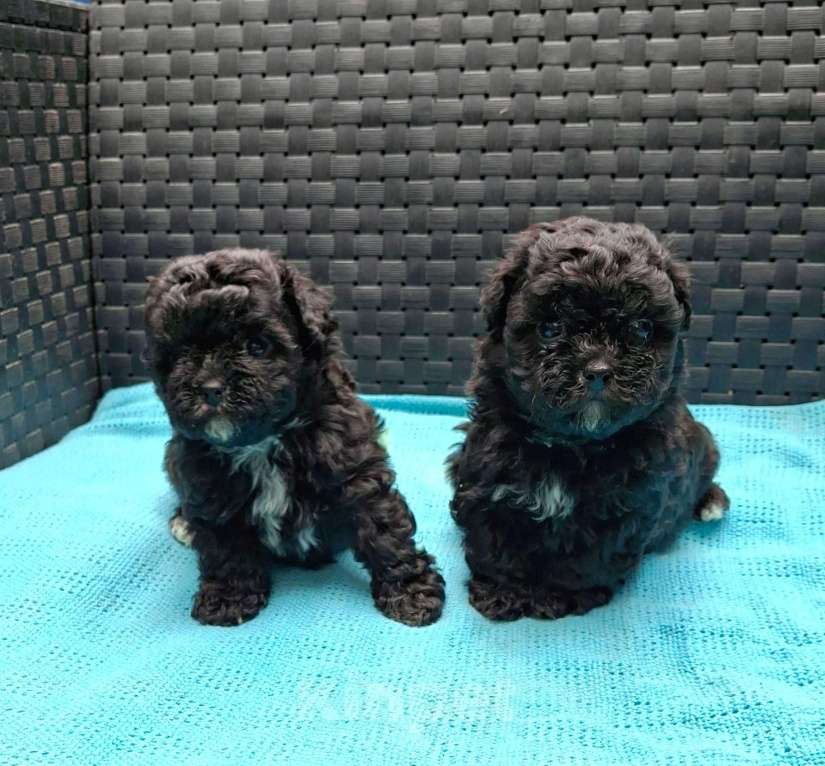 Собаки в Москве: Красивые малыши той пуделя. Девочка, 80 000 руб. - фото 4