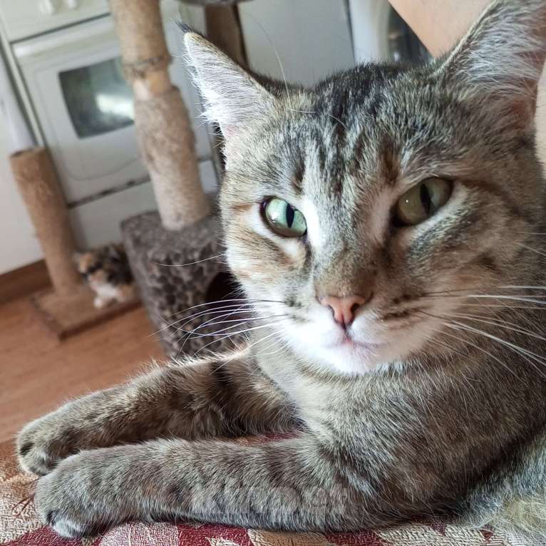 Кошки в Зеленогорске: Кошка Мурка ищет новый дом Девочка, Бесплатно - фото 3