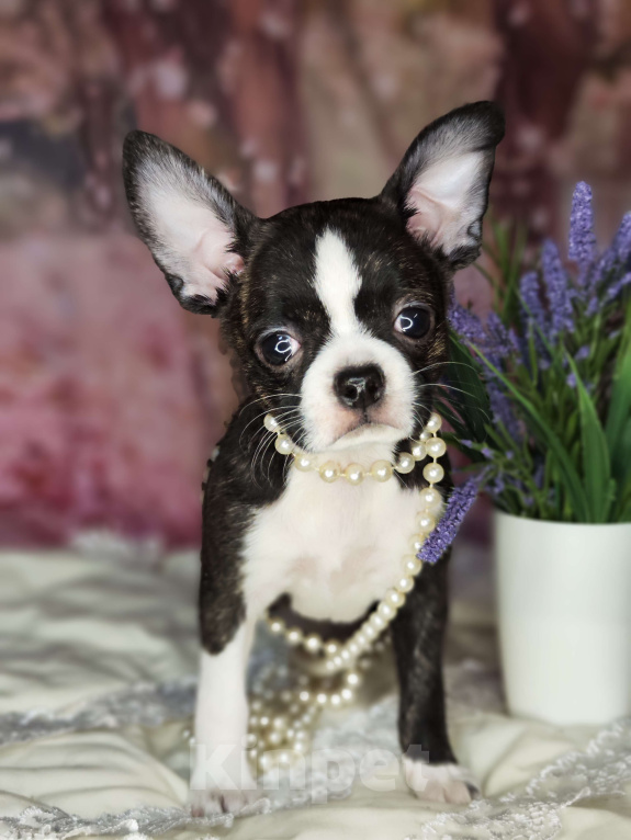 Собаки в Москве: Чихуахуа Кобби девочка Девочка, 25 000 руб. - фото 4