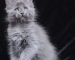 Кошки в Видном: Шикарный мейн-кун  Девочка, 80 000 руб. - фото 8