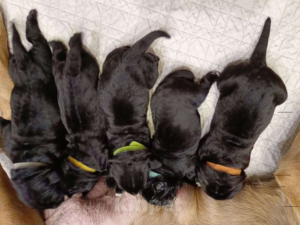 Собаки в других городах Московской области: Щенки Кане корсо Девочка, Бесплатно - фото 3