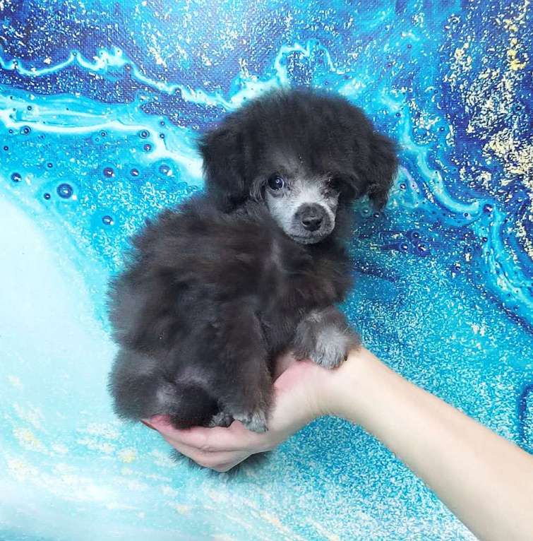 Собаки в Долгопрудном: Пуделя щенок той серебристая девочка  ИЛАЙДА  Девочка, 200 000 руб. - фото 4