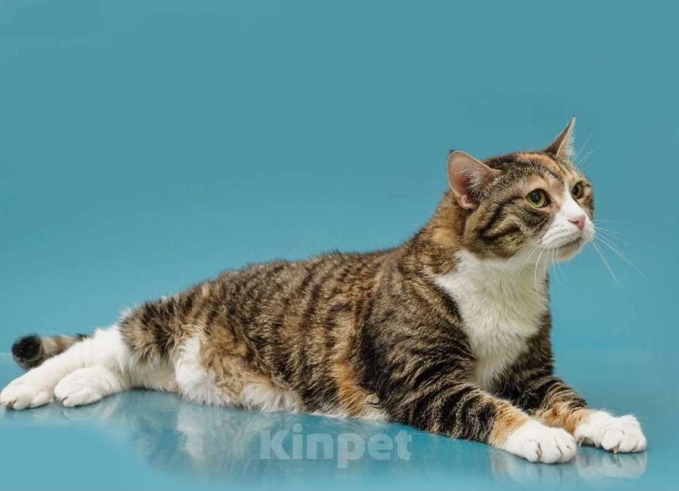 Кошки в Москве: Осиротевшая кошка Маша Девочка, Бесплатно - фото 5