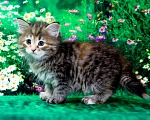 Кошки в Москве: Кошечка Иванка Девочка, 60 000 руб. - фото 3