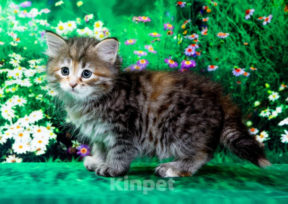 Кошки в Москве: Кошечка Иванка Девочка, 60 000 руб. - фото 3