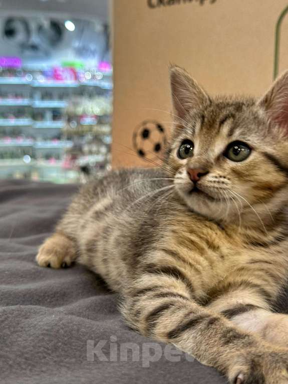 Кошки в Балашихе: Смешной и игривый Мавик, 2.5 мес Мальчик, Бесплатно - фото 2