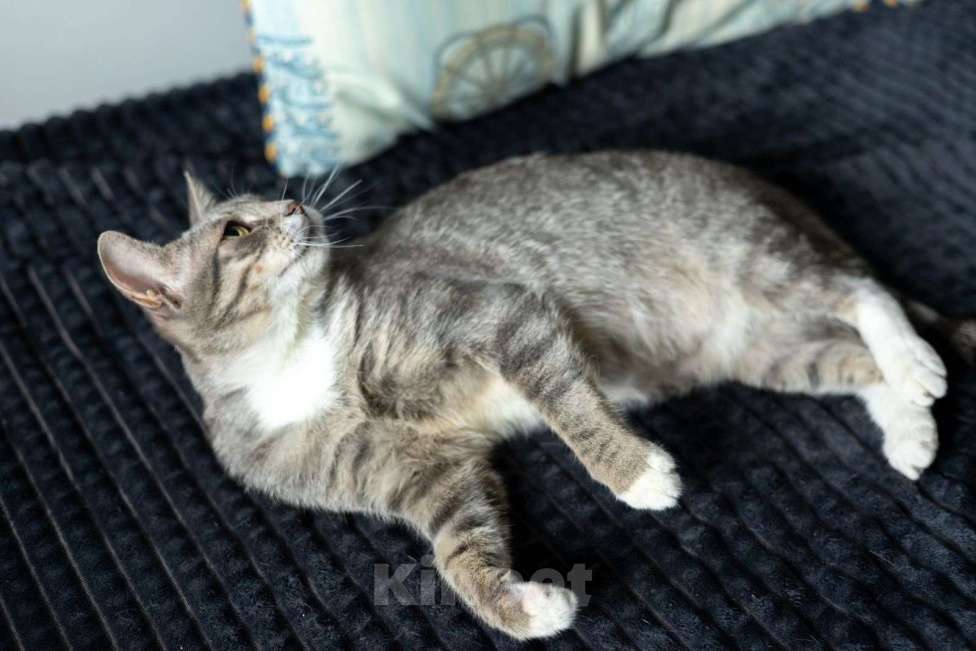 Кошки в Москве: Зося ищет дом! Девочка, Бесплатно - фото 7