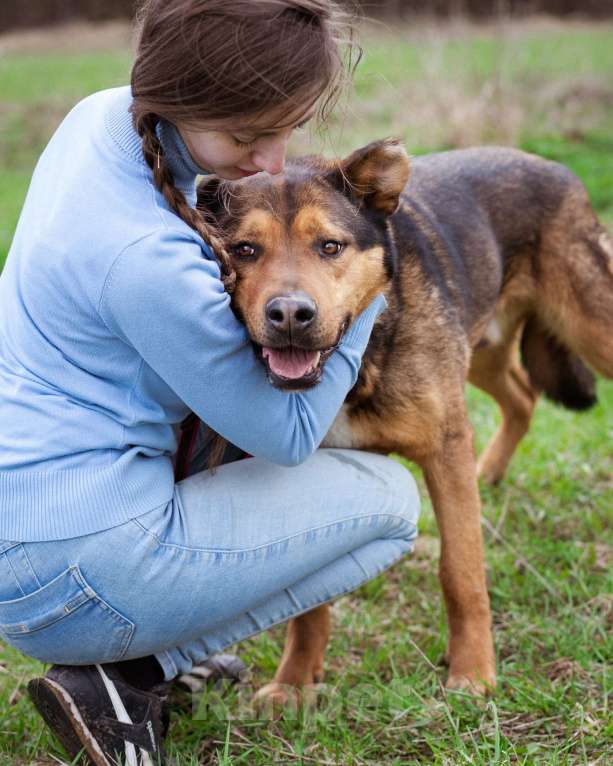 Собаки в Москве: Добрый, жизнерадостный пёс-компаньон Мальчик, Бесплатно - фото 8