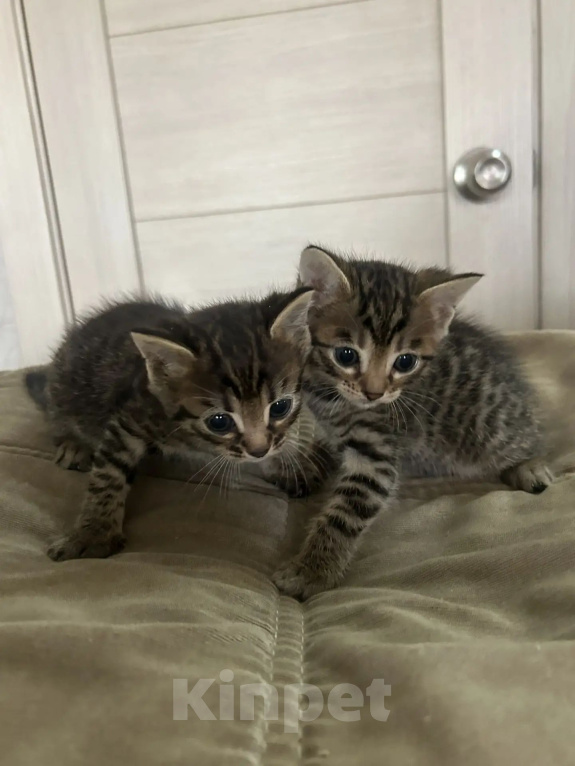 Кошки в Кемерово: Котята Девочка, Бесплатно - фото 3