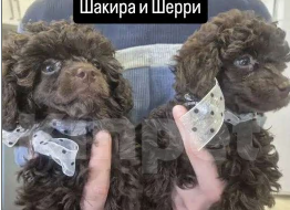 Собаки в Барнауле: Шоколадный той-пудель Мальчик, Бесплатно - фото 5