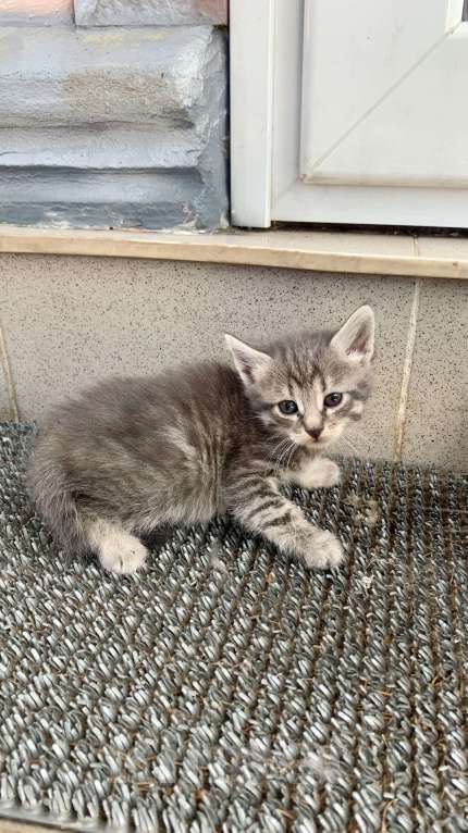 Кошки в Москве: Котенок мальчик Мальчик, Бесплатно - фото 1