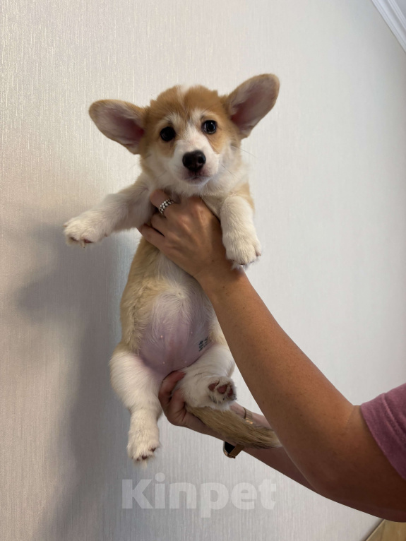 Собаки в Москве: Девочка корги пемброк  Девочка, Бесплатно - фото 6