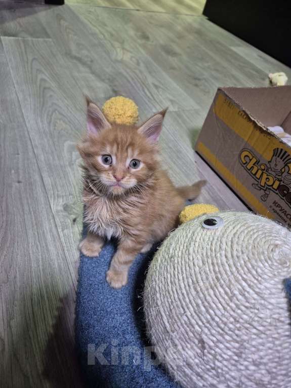 Кошки в Красногорске: Классика и полидакты Девочка, 18 000 руб. - фото 9