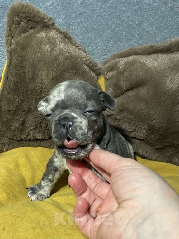 Собаки в Нижнем Новгороде: Щенки французского бульдога. Мальчик, Бесплатно - фото 10