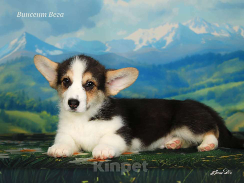 Собаки в других городах Московской области: Продается мальчик вельш корги пемброк Мальчик, 60 000 руб. - фото 1