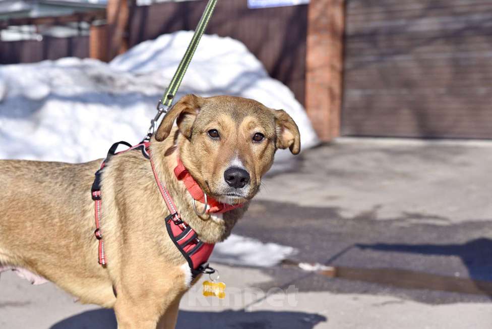 Собаки в Москве: Карамель ждет хозяев Девочка, Бесплатно - фото 3