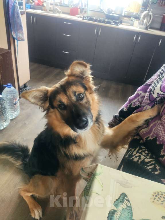 Собаки в Дмитрове: Потерялась собака Мальчик, 1 000 руб. - фото 3