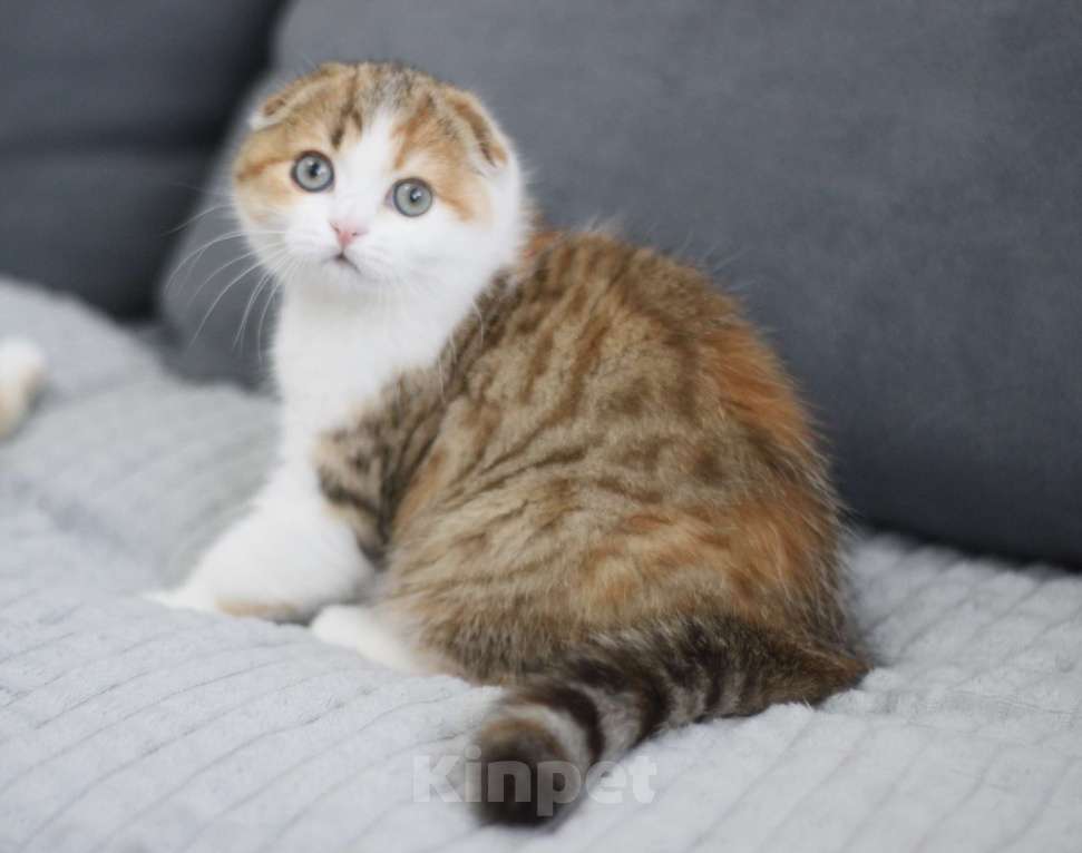 Кошки в Москве: Нежнейшая девочка Девочка, Бесплатно - фото 2