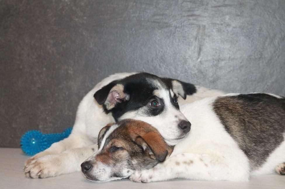 Собаки в Липецке: Ищу щенку Линде дом Девочка, 500 руб. - фото 4