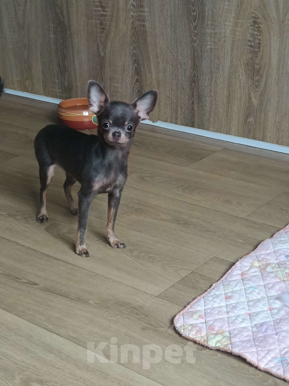 Собаки в Москве: Изумительная изящная леди Девочка, 75 000 руб. - фото 2